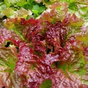 Prizehead Leaf Lettuce Seed