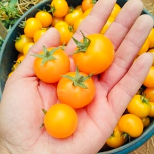 Cherry Orange Tomato Seeds