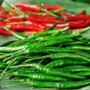 Thai Chili Pepper Prik Chi Faa seeds