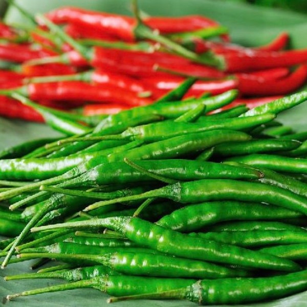 Thai Chili Etsy