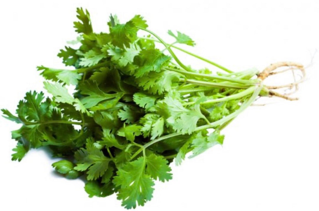 Cilantro Slowbolting Herb Seed 500 Seeds Etsy