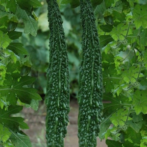 Japanese Long Bitter Gourd Seeds