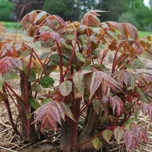 Chinese Toon North Red Seeds