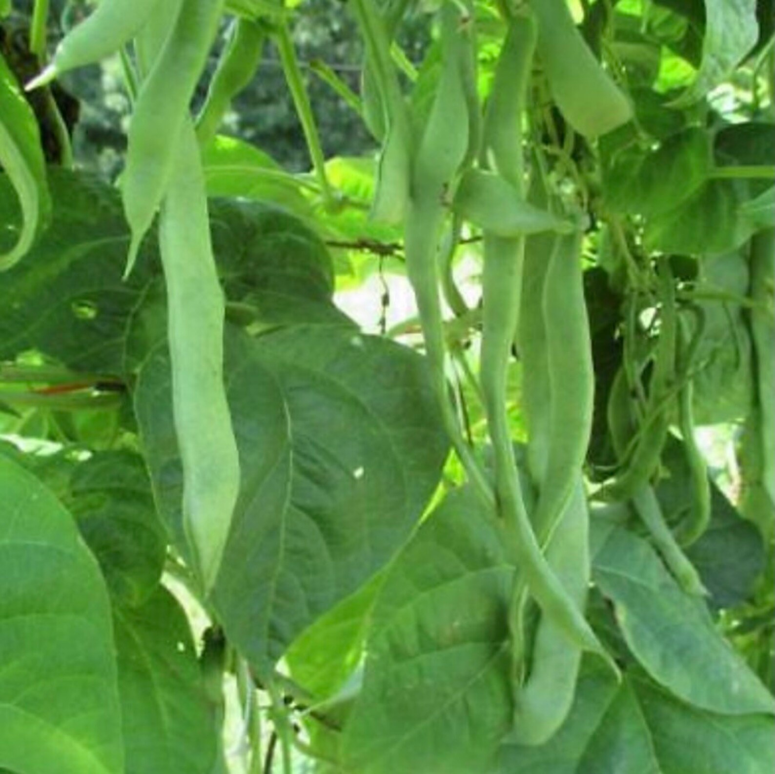 Roma II Bush Bean Seeds Etsy