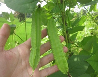 10+ Winged Bean Seeds