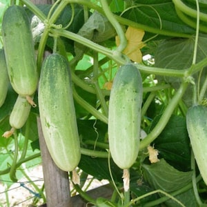 Thai Cucumber Seeds