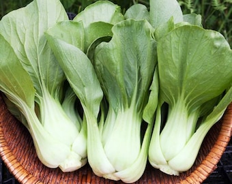 Shanghai Pak Choi Seeds