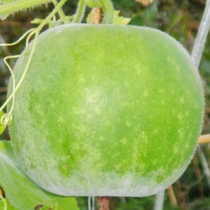 Mini Winter Melon Seeds; Small Round Wax Gourd