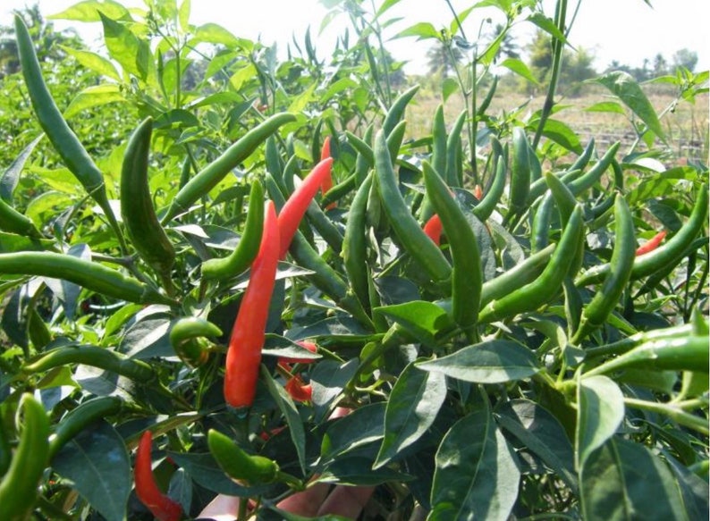 Thai Chili Pepper Prik Chi Faa Seeds Etsy