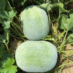 Wax Gourd Giant Large Round Seeds (5 Seeds)