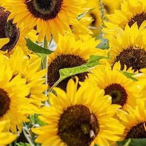 Country Roads Sunflower Seeds (15 Seeds)-