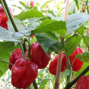 Red Savina Habanero Chilli Seeds – The King of all Habanero Chilli Peppers (10+ Seeds)