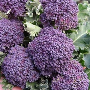 Early Purple Sprouting Broccoli Seed