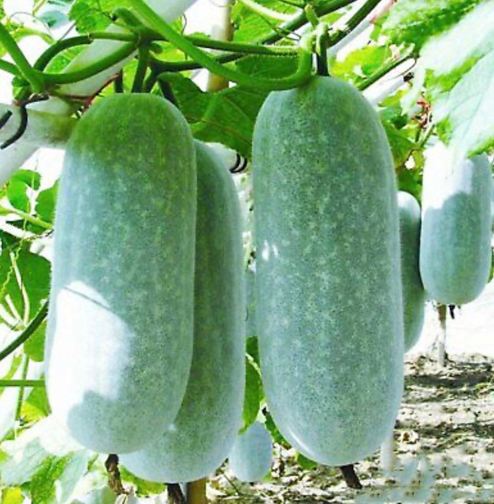 Wax Gourd Oblong Seeds Etsy