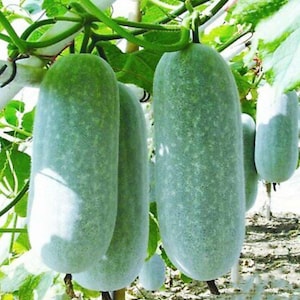 Wax Gourd Oblong Seeds