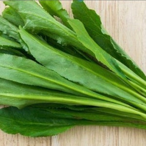 Culantro Herb Seeds