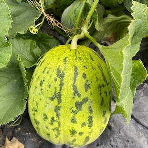 Wah Mibao F1 Chinese Melon Seed (5 Seeds)
