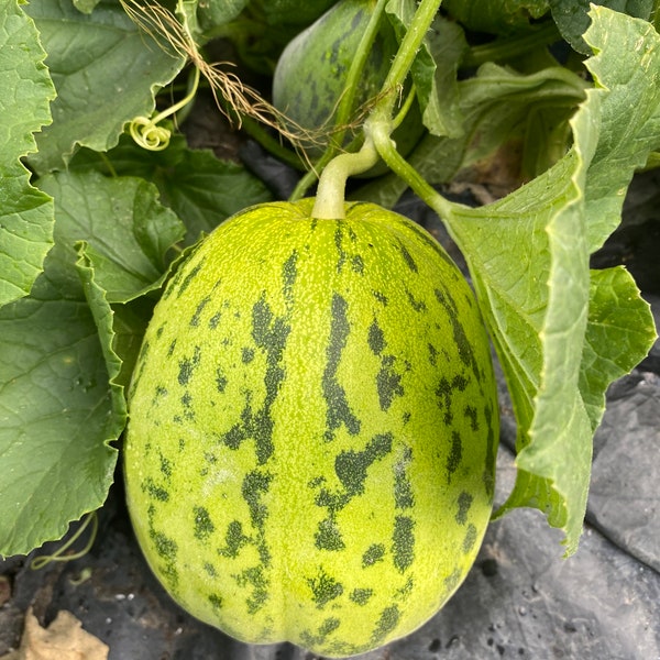 Chinese Melon Etsy