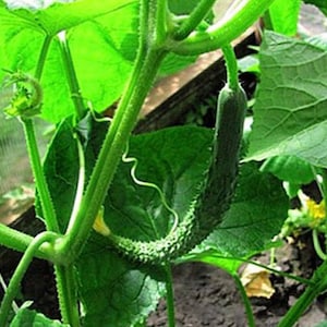 Chinese Snake Curved Cucumber Seeds (15+ Seeds)