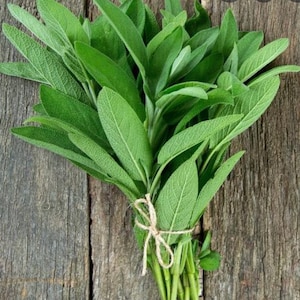 Sage Broadleaf Seed (100+ Seeds)