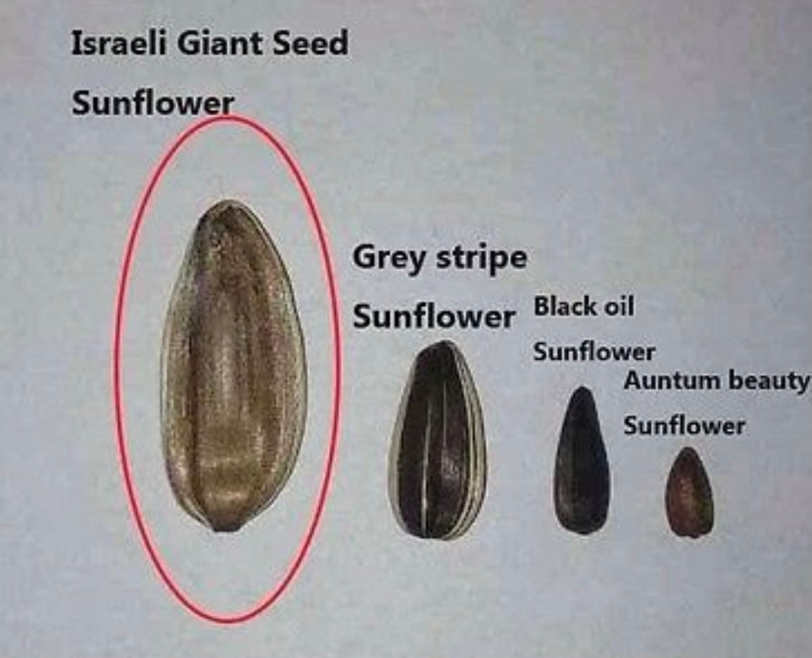Israeli Giant Sunflower Seeds 10 Seeds Etsy