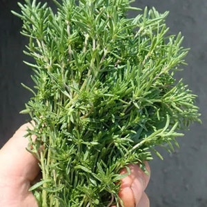 Savory Summer (Satureja hortensis) seeds (200+ Seeds)