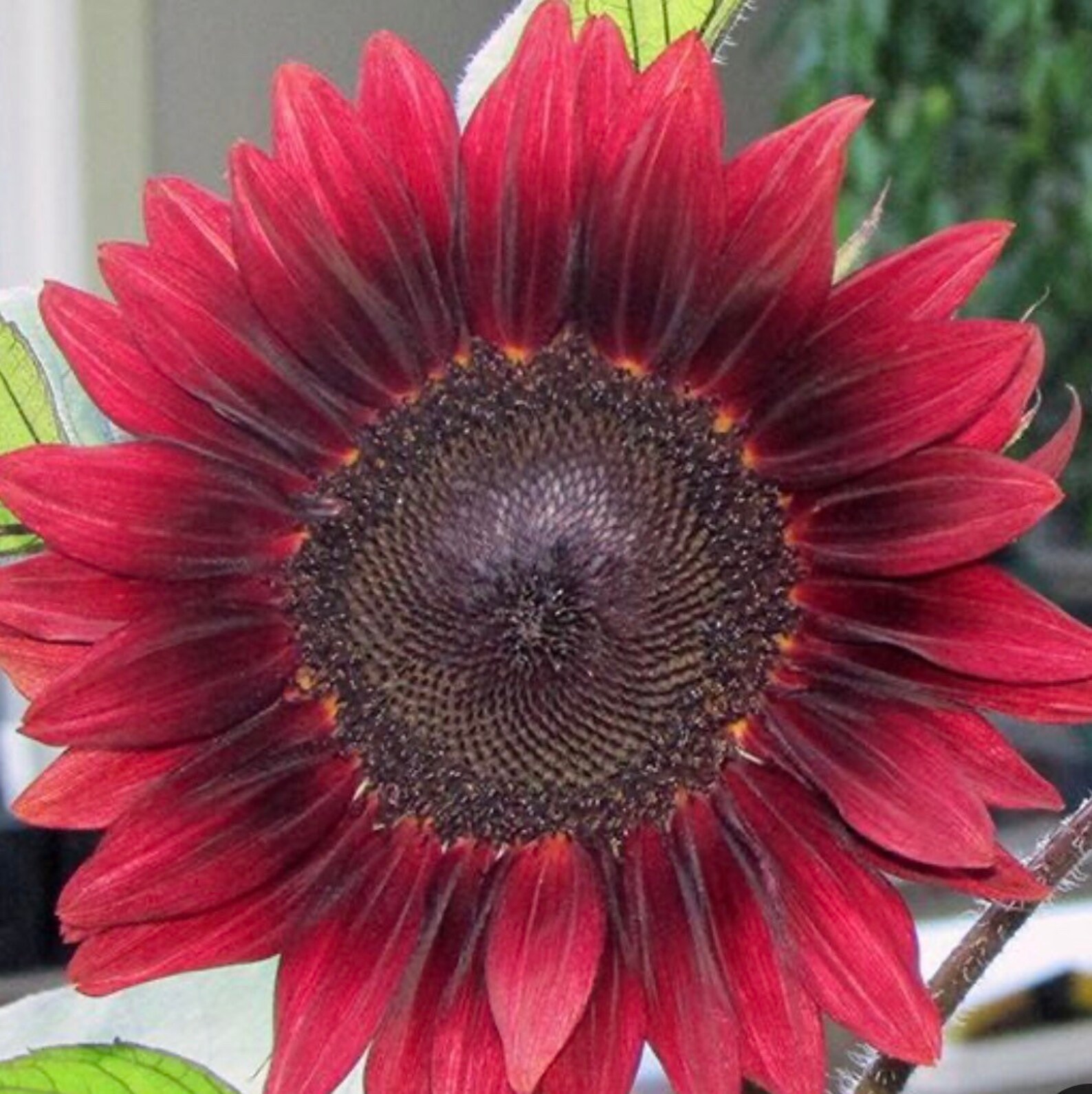Procut Red Sunflower Seeds 15 Seeds Etsy