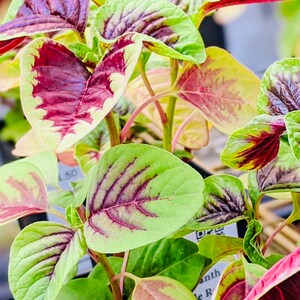 Red Leaf Amaranth Seeds, Chinese Spinach, Asia Vegetable