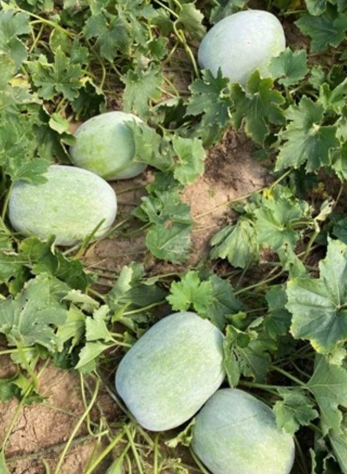 Wax Gourd Giant Large Round Seeds 5 Seeds Etsy