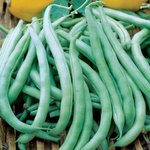 Tenderette Bush Bean Seeds