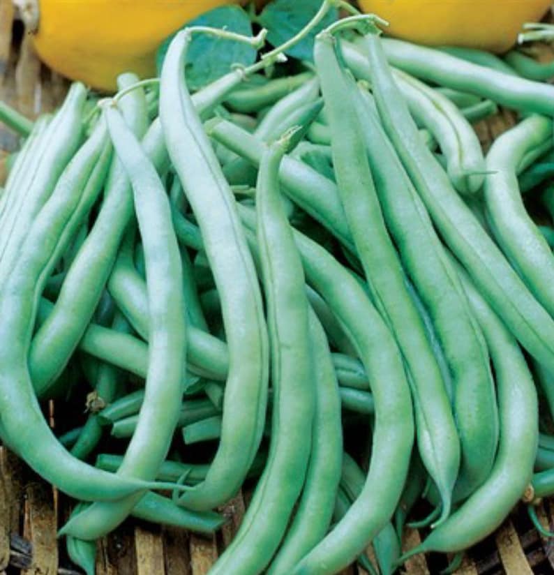 Tenderette Bush Bean Seeds Etsy