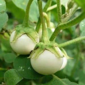 Thai Round White Eggplant Seeds (10+ Seeds)