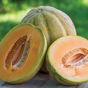 Gurney’s® Giant Improved Hybrid Cantaloupe Seeds(10+ Seeds)