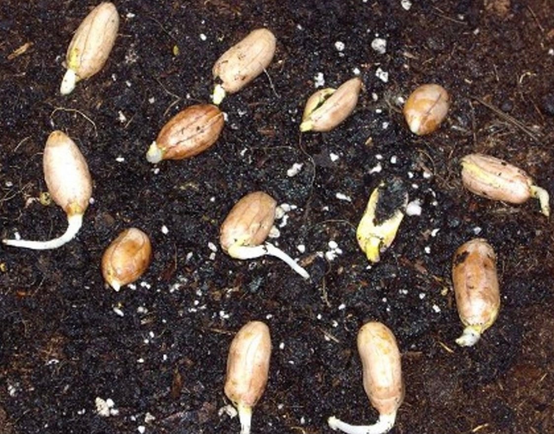 Extra Jumbo Virginia Peanuts Seed Etsy