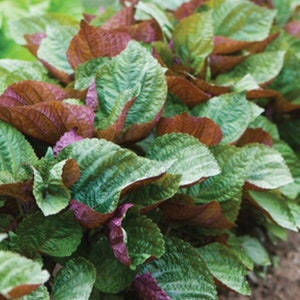 Vietnames Perilla Shiso Jeok Ssam Ip Seeds (100+ Seeds)