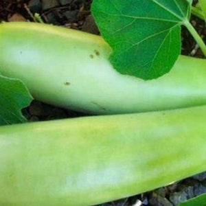 Long Bottle Gourd Nam Tao Yao Seeds (Asian vegetable)