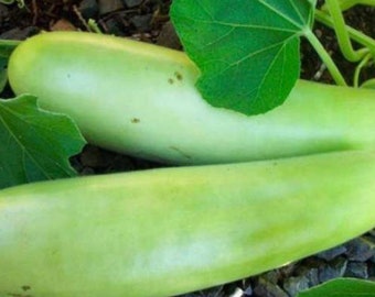Long Bottle Gourd Nam Tao Yao Seeds (Asian vegetable)