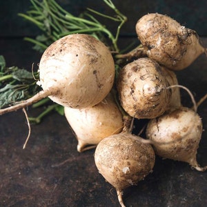 Jicama Seed