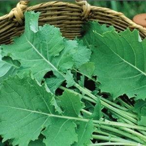 Premier Kale seeds