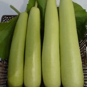 Calabash Long bottle Gourd Seeds (10+ Seeds)