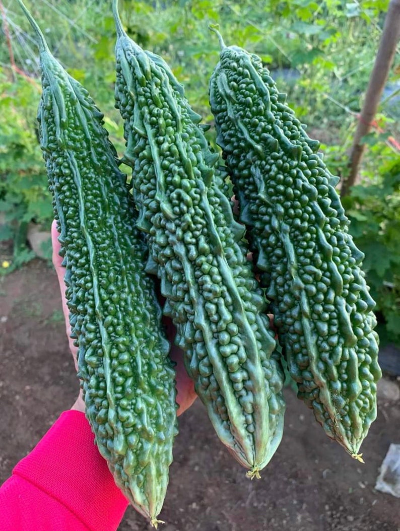 25 Long Bter Melon Seeds - Up To 16 Inches Fast Growing - AKA.Bter