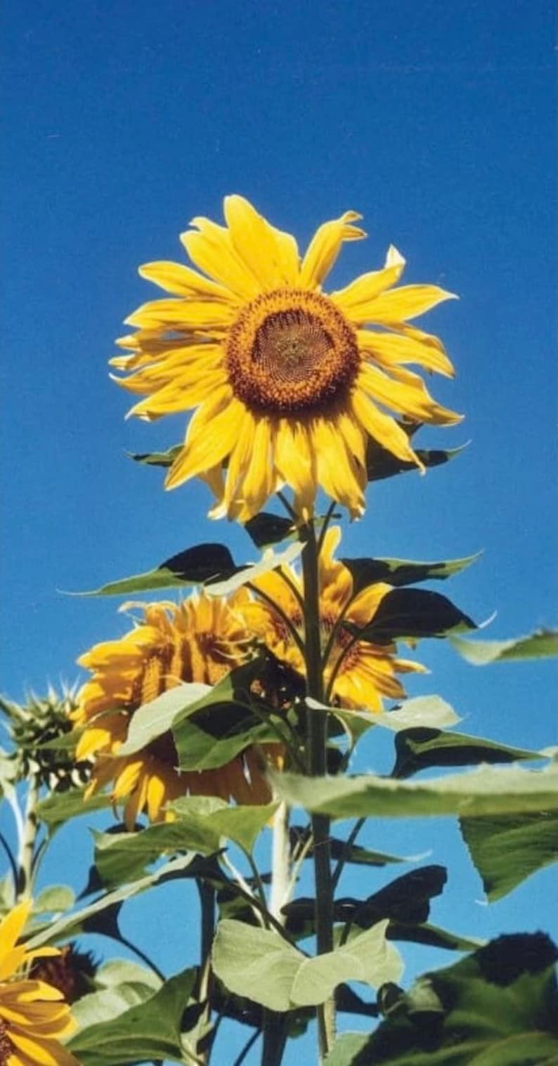 Kong Hybrid Sunflower Seeds 15 Seeds Etsy