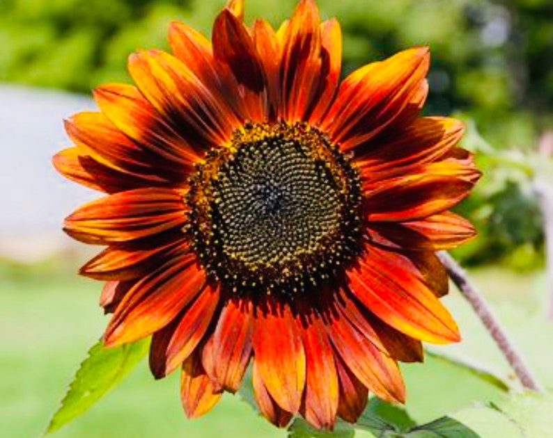 Velvet Queen Sunflower Seeds 20 Seeds Etsy