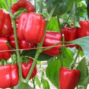 California Wonder Pepper Seeds (15+ Seeds)