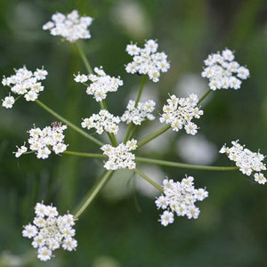 Cumin Herb Seeds