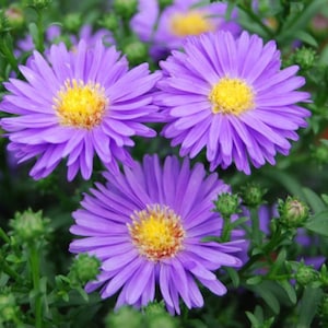 New England Aster Seeds (50+ Seeds)