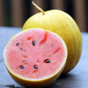 Golden Midget Watermelon Seeds- Organic Seeds