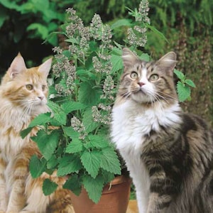 Catnip Herb Seeds (200+ Seeds)
