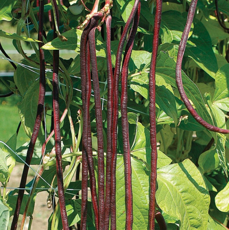 Yard Long Bean Red Noodle Seeds Etsy
