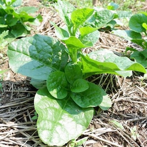 Big Round Leaf Malabar Spinach Seeds